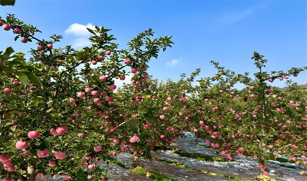 天水红富士种植基地