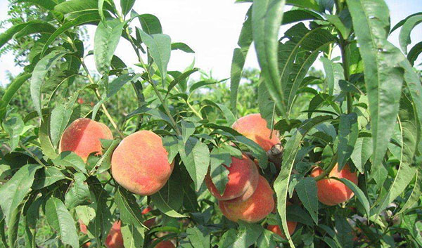 秦安蜜桃种植基地