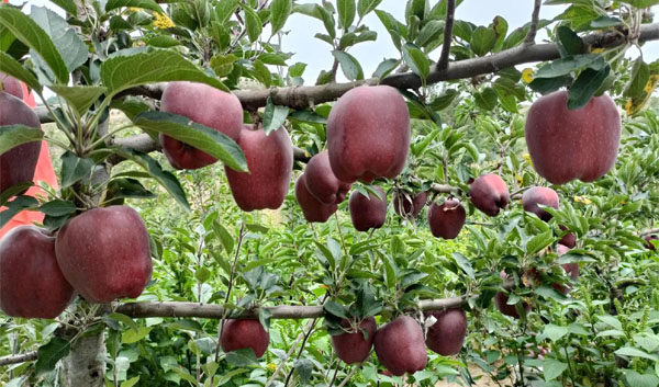 花牛苹果种植基地