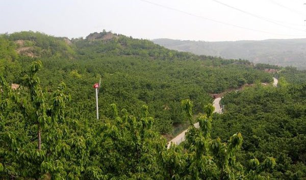 天水大樱桃种植基地