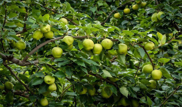 天水早酥梨种植基地